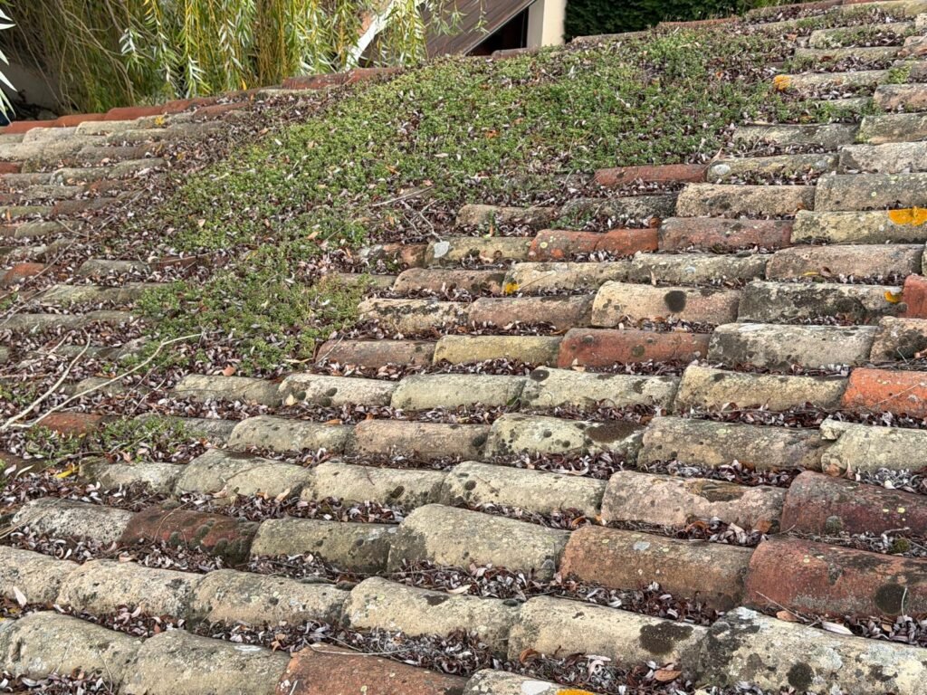Tuiles canal envahies de mousse et de végétation avant nettoyage